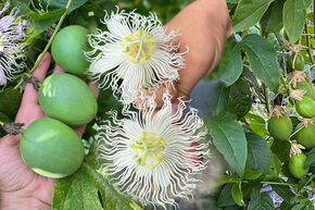 Wochen-Deal: Winterharte Passionsblumen zum Auspflanzen!