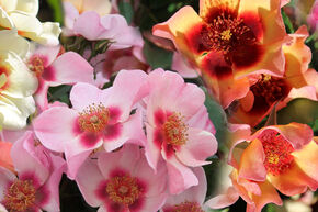 GartenDeal: Persisches Rosen-Quartett mit -50% Rabatt