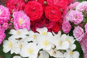 GartenDeal: Roseasy Rslein im 4er Pack
