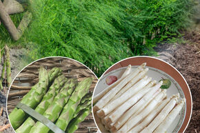 Offre de la semaine : 8 asperges pour 4