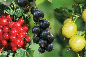 Promotion : le paradis des groseilliers � grappes !