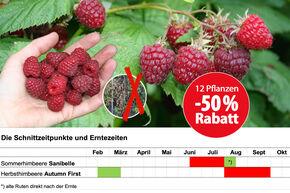  2 x 6 framboises avec une r�duction de 50 %