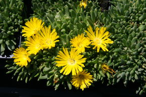 Delosperma congestum