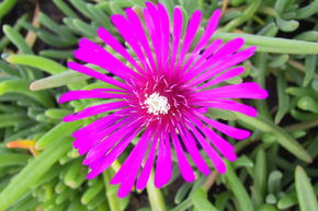 Delosperma cooperi 'Table Mountain'