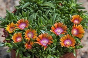 Delosperma 'Sundella Orange' 