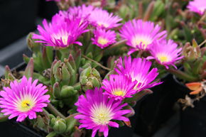 Delosperma sutherlandii