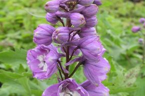 Delphinium Pacific-Hybr. 'Astolat'