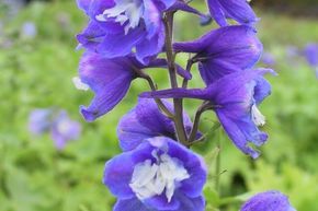 Delphinium Pacific-Hybr. 'Blue Bird'