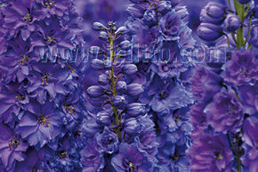 Delphinium x elatum F1 'Pagan Purples'