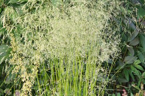 Deschampsia cespitosa