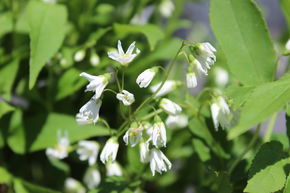 Deutzie, Sternchenstrauch, Maiblumenstrauch