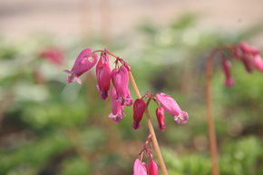 Dicentra formosa 'Luxuriant'