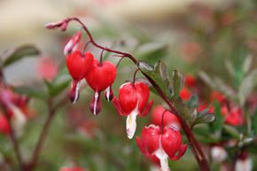 Dicentra spectabilis 'Valentine' (S)