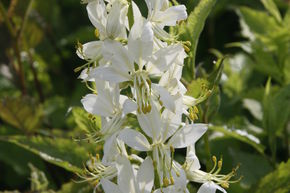 Dictamnus albus 'Albiflorus'