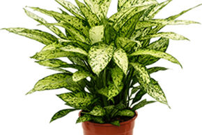 Dieffenbachia 'Vesuvius'