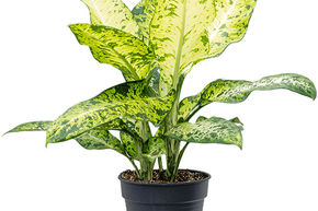 Dieffenbachia seguine 'Banana'