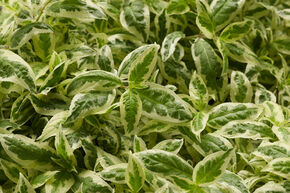 Diervilla sessilifolia 'Cool Splash'