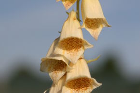 Digitalis ambigua