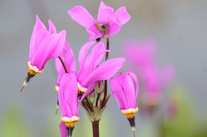 Dodecatheon pulchellum 'Red Wings'