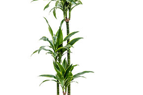 Dracaena fragrans 'Arturo'