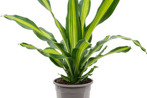 Dracaena fragrans 'Burley'