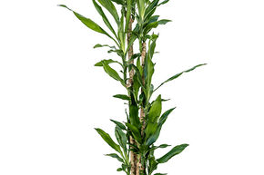 Dracaena fragrans 'Burundii'