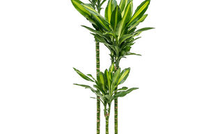 Dracaena fragrans 'Cintho''