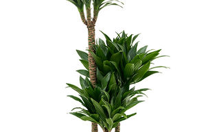 Dracaena fragrans 'Compacta'