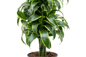 Dracaena fragrans 'Dorado'