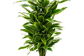 Dracaena fragrans 'Golden Coast'