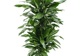 Dracaena fragrans 'Janet Lind'