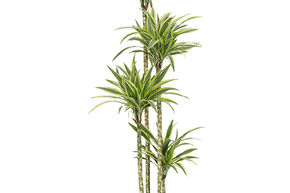 Dracaena fragrans 'Lemon Lime'