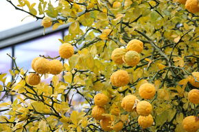 3-blättrige Garten-Orange Samen Einzig winterharte Zitrusfrucht Deutschlands 