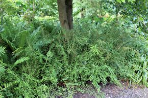 Dryopteris filix-mas 'Linearis Polydactylon'