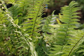 Dryopteris wallichiana