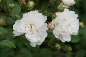 Bodendeckerrose Roseasy Duvet Blanc