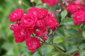 Bodendeckerrose Roseasy Duvet Rouge