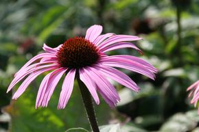 Echinacea purpurea 'Augustknigin' (S)