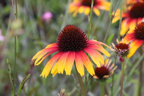 Echinacea purpurea 'Parrot' (S)