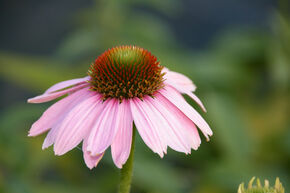 Echinacea purpurea 'Pink Skipper'