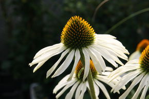 Echinacea purpurea 'Alba'