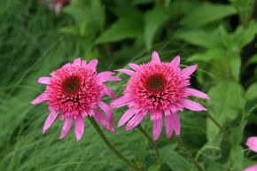 Echinacea purpurea 'Pink Double Delight' (S)