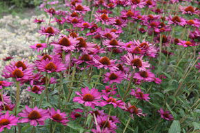 Echinacea purpurea 'Rubinstern'