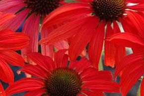 Echinacea purpurea 'Tomato Soup' (S)