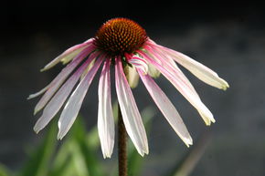 Echinacea purpurea 'Pretty Parasol' (S) 