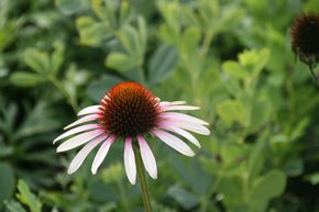 Echinacea purpurea 'Pink Tip' (S)