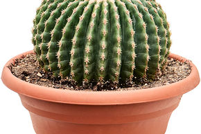 Echinocactus grusonii 'Inermis'