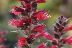 Echium russicum