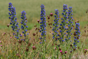 Echium vulgare