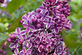 Syringa vulgaris 'Sensation'